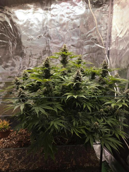 Blackberry auto × Hindu kush cros. Week 13