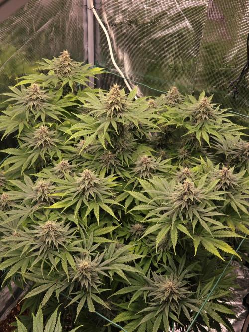 Blackberry auto × Hindu kush cros. Week 13