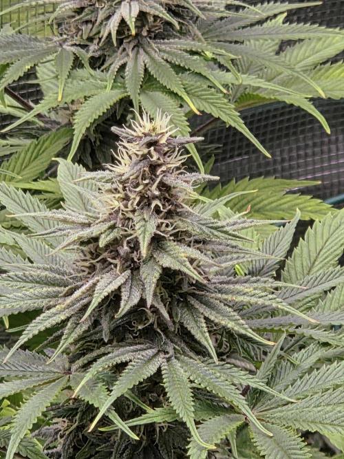 Blackberry auto × Hindu kush cros. Week 13