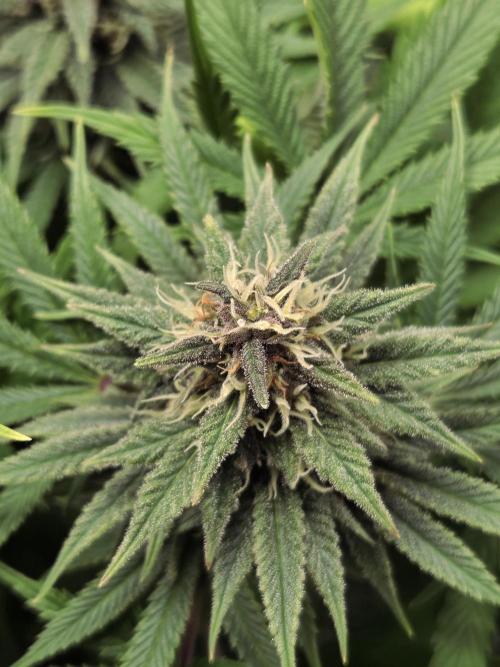 Blackberry auto × Hindu kush cros. Week 13