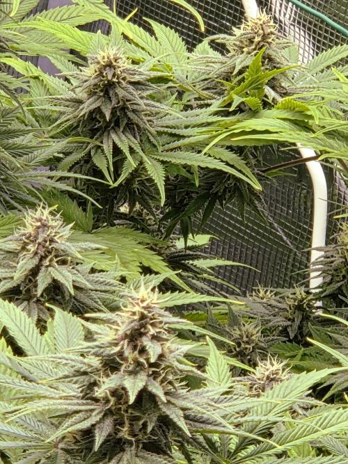 Blackberry auto × Hindu kush cros. Week 13