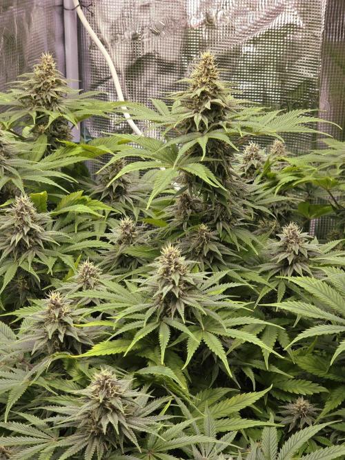 Blackberry auto × Hindu kush cros. Week 13