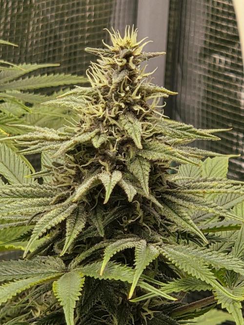Blackberry auto × Hindu kush cros. Week 13