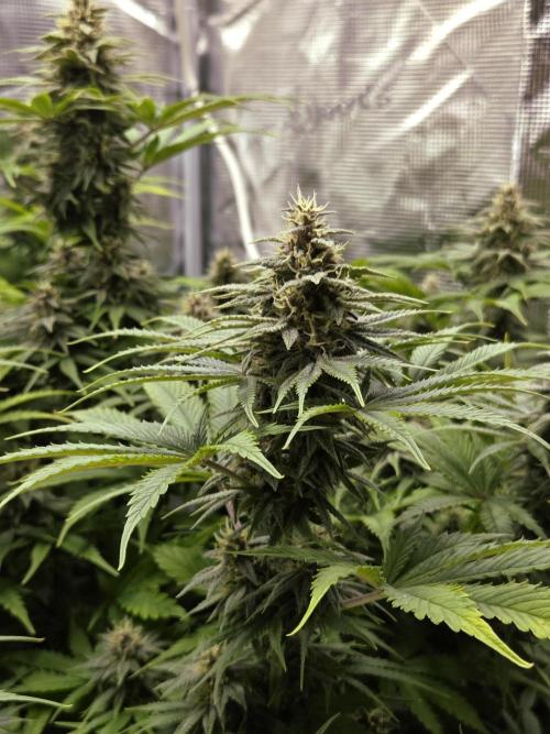 Blackberry auto × Hindu kush cros. Week 13