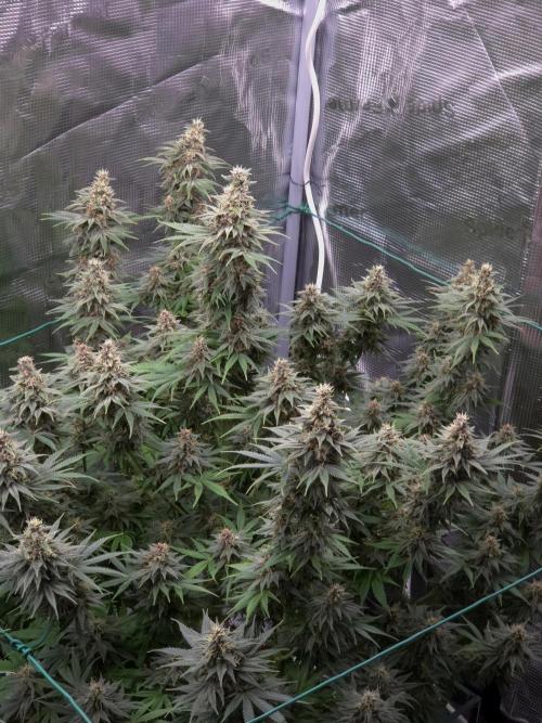 Blackberry auto × Hindu kush cros. Week 14