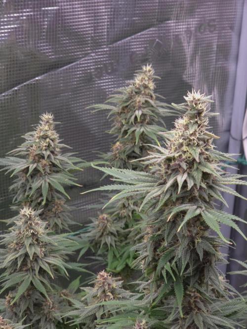 Blackberry auto × Hindu kush cros. Week 14