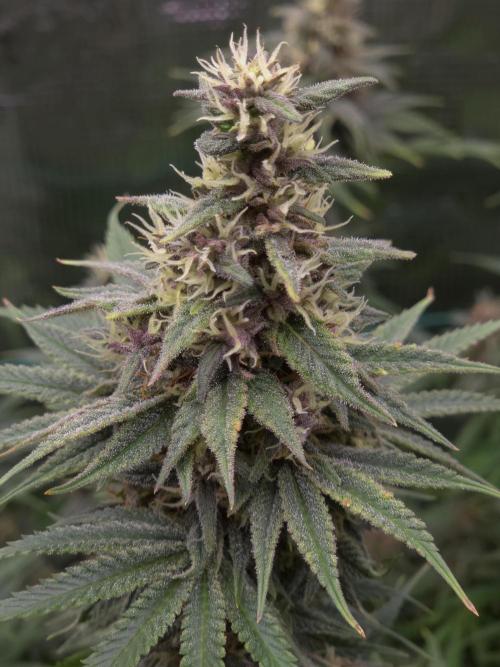 Blackberry auto × Hindu kush cros. Week 14