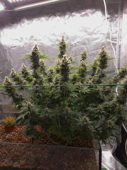 Blackberry auto × Hindu kush cros. Week 14