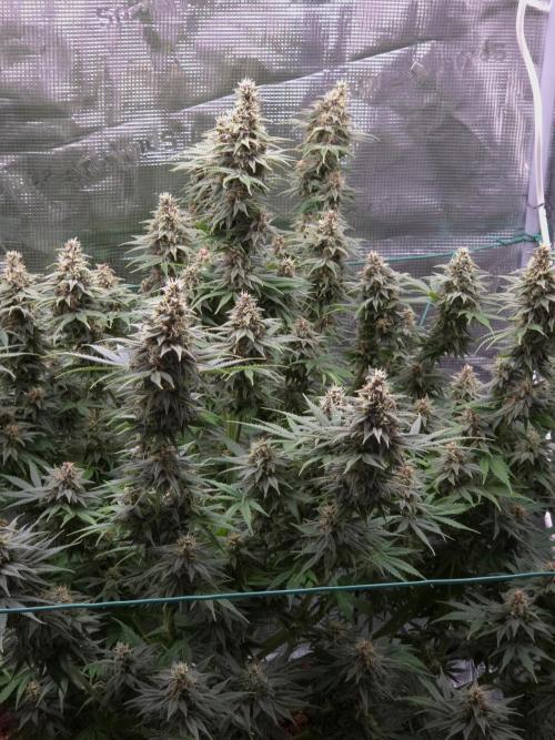 Blackberry auto × Hindu kush cros. Week 14