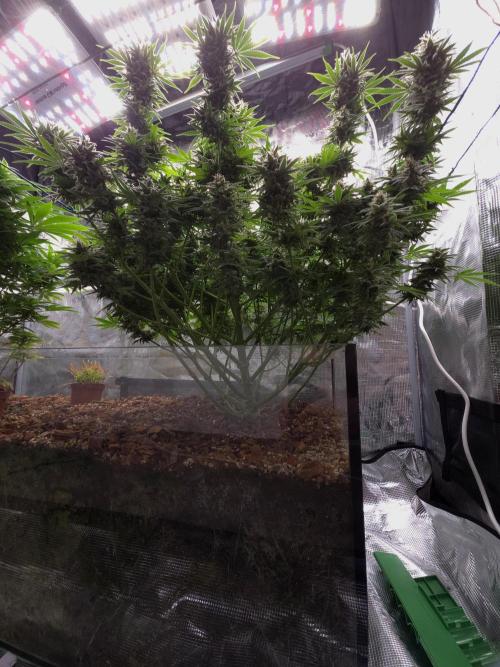 Blackberry auto × Hindu kush cros. Week 14