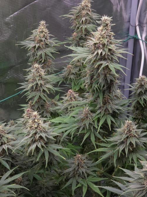Blackberry auto × Hindu kush cros. Week 14