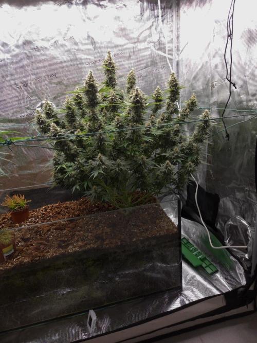 Blackberry auto × Hindu kush cros. Week 14