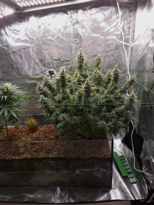 Blackberry auto × Hindu kush cros. Week 14