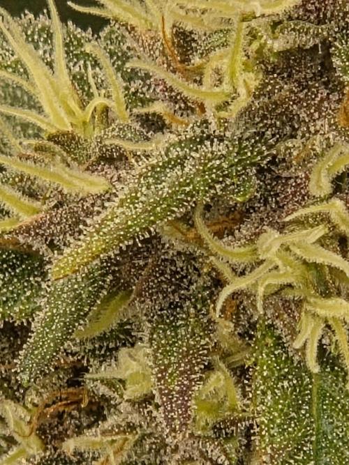 Blackberry auto × Hindu kush cros. Week 14