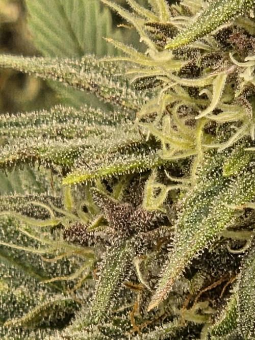 Blackberry auto × Hindu kush cros. Week 14
