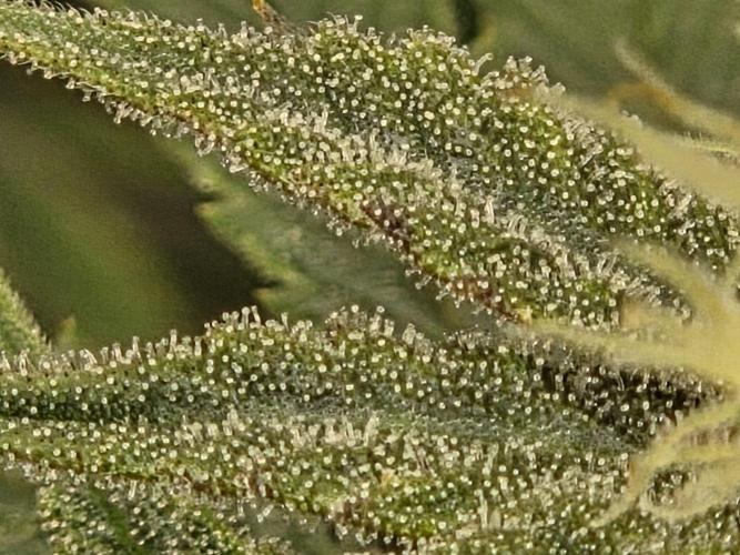 Blackberry auto × Hindu kush cros. Week 14