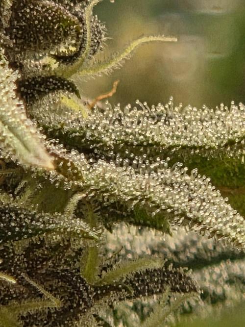 Blackberry auto × Hindu kush cros. Week 14