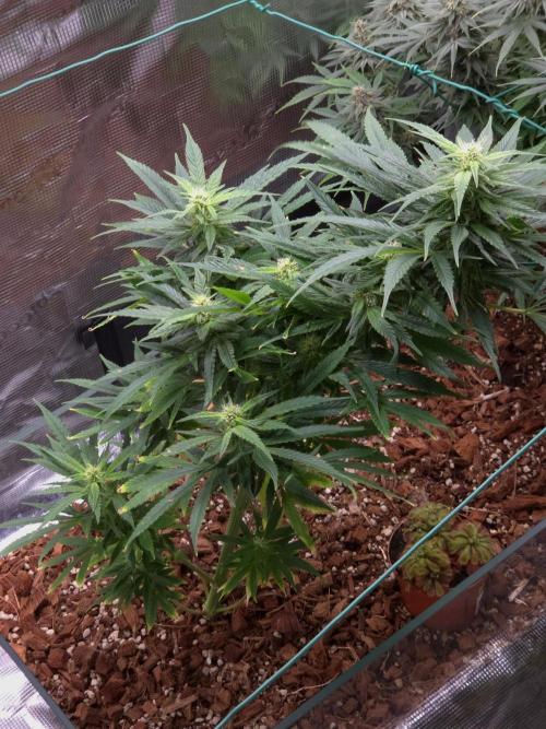 King's Juice fem. Week 11