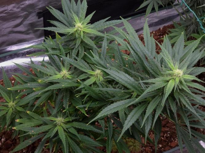 King's Juice fem. Week 11