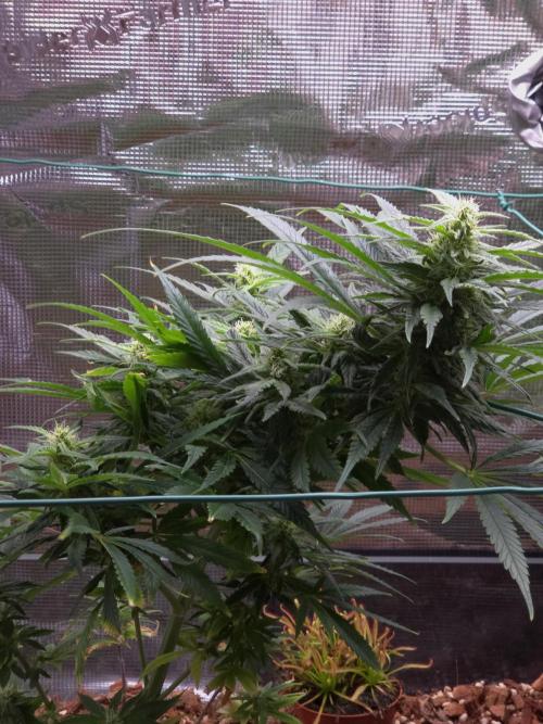 King's Juice fem. Week 11