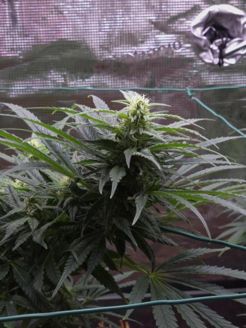 King's Juice fem. Week 11