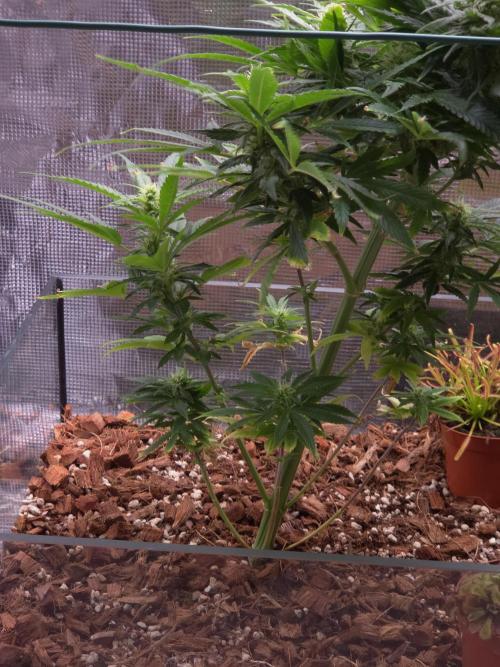 King's Juice fem. Week 11