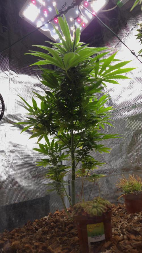 Kings Juice. Week 11