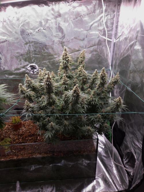 Blackberry auto × Hindu kush cros. Week 15