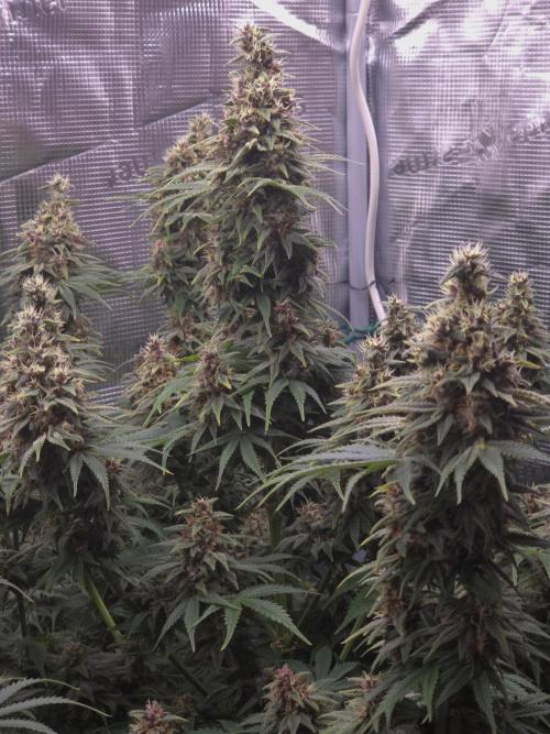 Blackberry auto × Hindu kush cros. Week 15