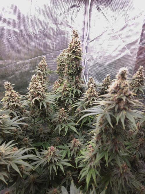 Blackberry auto × Hindu kush cros. Week 15
