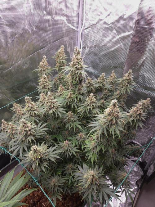 Blackberry auto × Hindu kush cros. Week 15