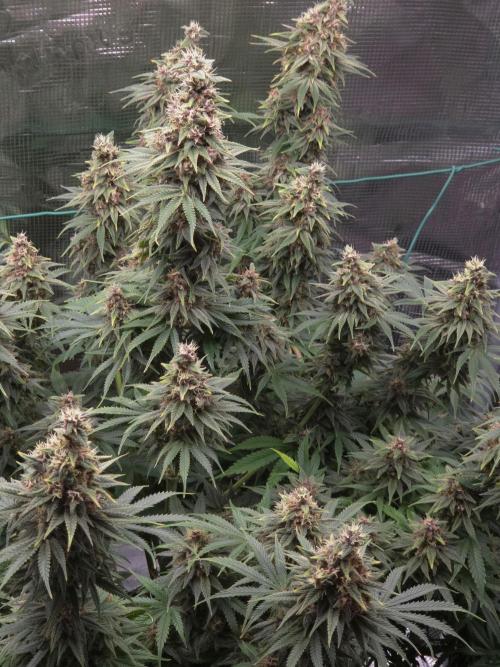 Blackberry auto × Hindu kush cros. Week 15