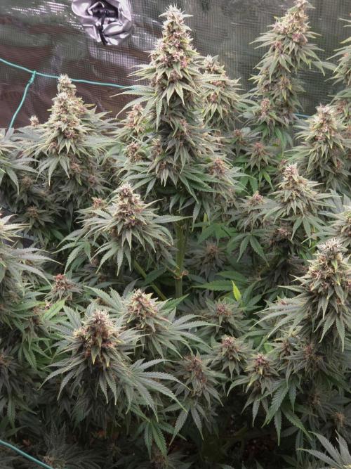Blackberry auto × Hindu kush cros. Week 15
