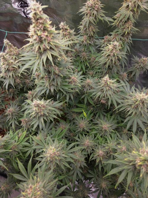 Blackberry auto × Hindu kush cros. Week 15