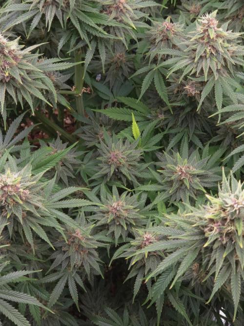 Blackberry auto × Hindu kush cros. Week 15
