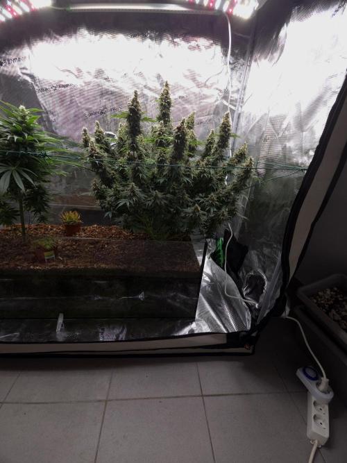 Blackberry auto × Hindu kush cros. Week 15