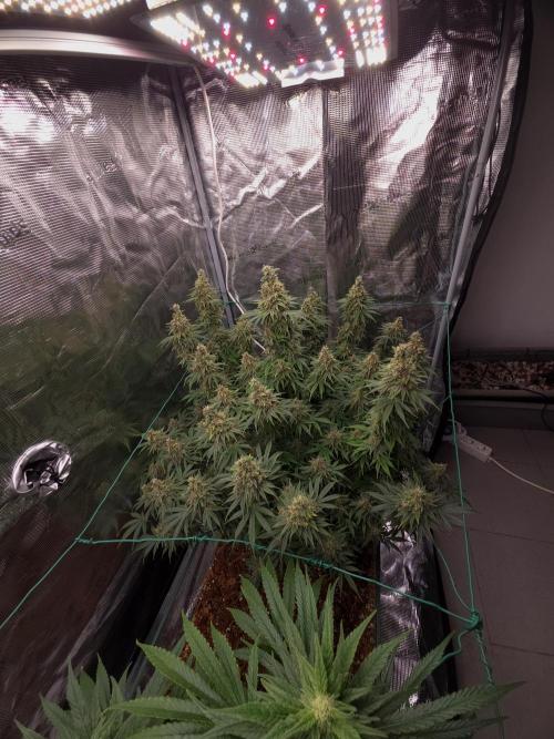 Blackberry auto × Hindu kush cros. Week 15