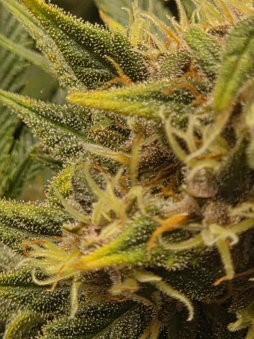 Blackberry auto × Hindu kush cros. Week 15