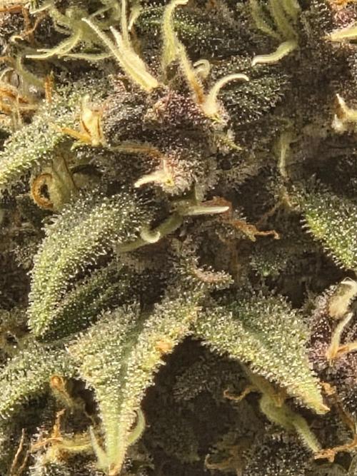 Blackberry auto × Hindu kush cros. Week 15