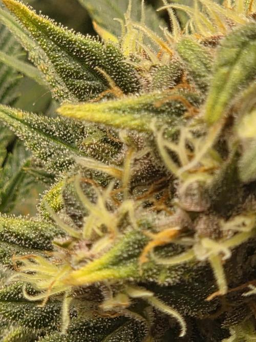 Blackberry auto × Hindu kush cros. Week 15