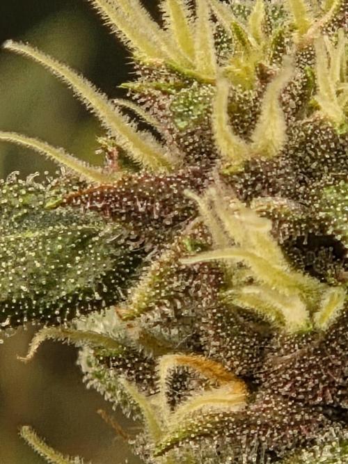 Blackberry auto × Hindu kush cros. Week 15