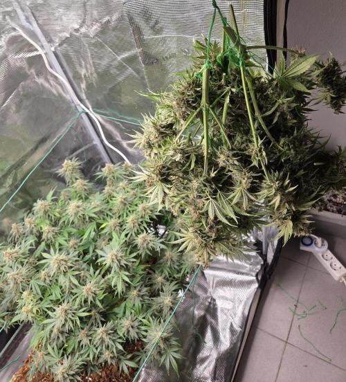 Blackberry auto × Hindu kush cros. Week 15