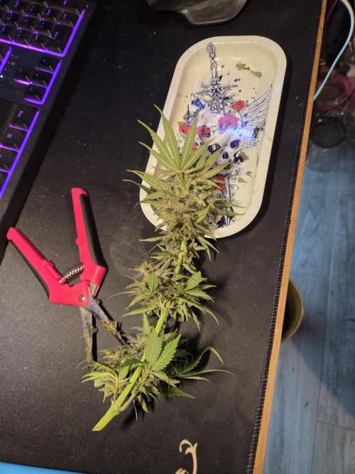 Blackberry auto × Hindu kush cros. Week 15