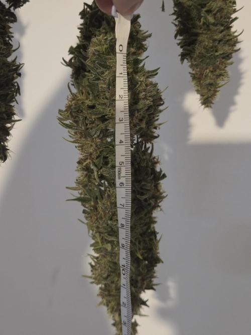 Blackberry auto × Hindu kush cros. Week 15
