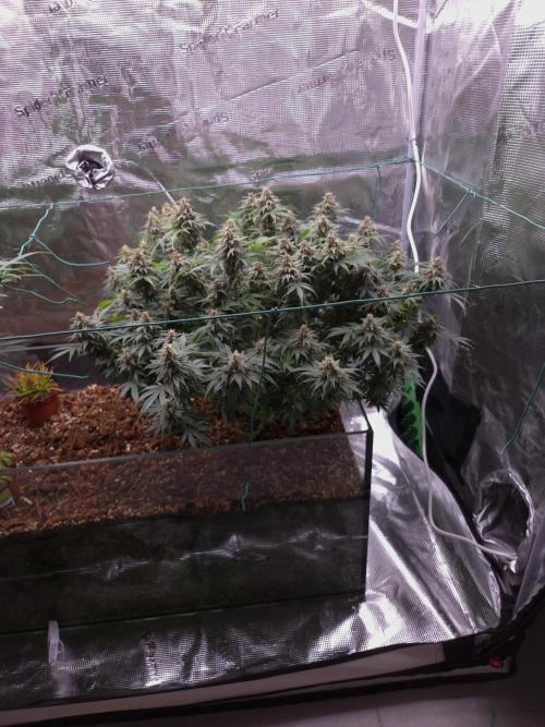 Blackberry auto × Hindu kush cros. Week 15