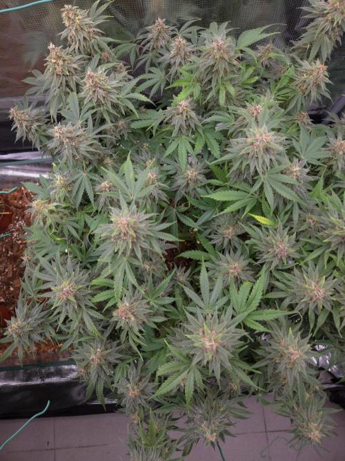 Blackberry auto × Hindu kush cros. Week 15