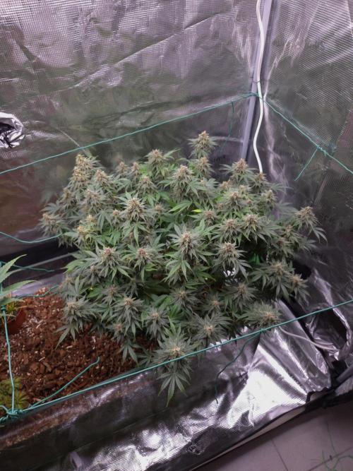 Blackberry auto × Hindu kush cros. Week 15
