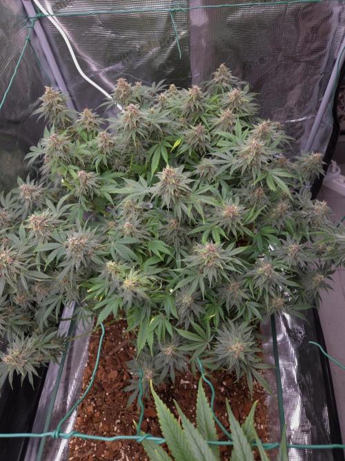 Blackberry auto × Hindu kush cros. Week 15