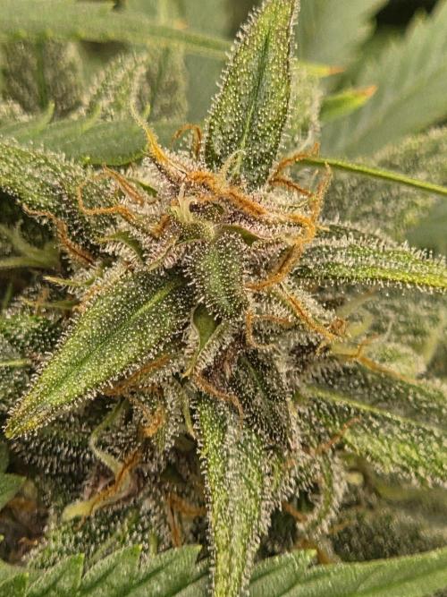 Blackberry auto × Hindu kush cros. Week 15
