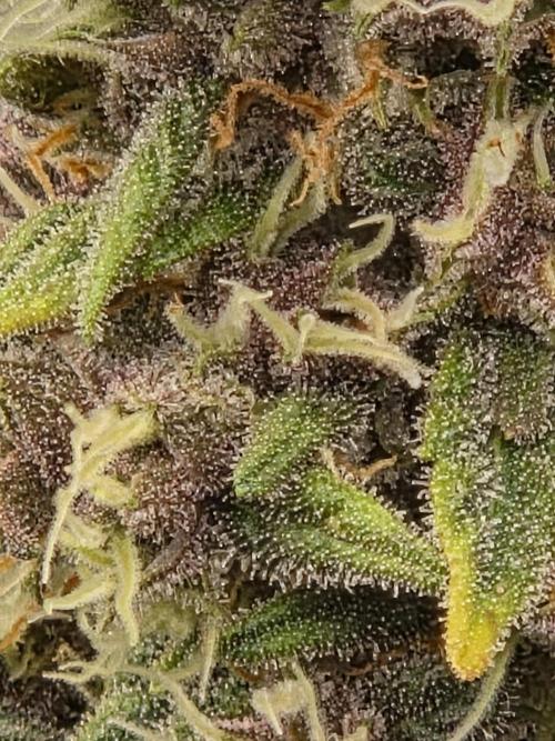 Blackberry auto × Hindu kush cros. Week 15